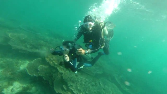 Plongée aux îles Daymaniyat - Sultanat d'Oman
