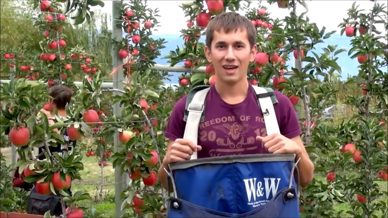 GENÇ ÇİFTÇİLERE BODUR ELMA BAHÇESİ KURULUR--BETÜL FİDANCILIK.TURGAY ATEŞ 0532-224 73 30