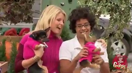 Cute Little Chihuahua Puppy Is Crushed!