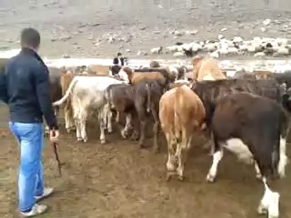 Kars Ta Satılık Besilik Danalar - Kesimlik Danalar - Yaylımlık Danalar - Kurbanlık Danalar