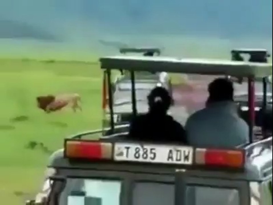 Lion vs Buffalo
