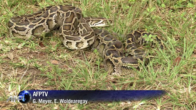Pitones birmanas invaden el sur de Florida