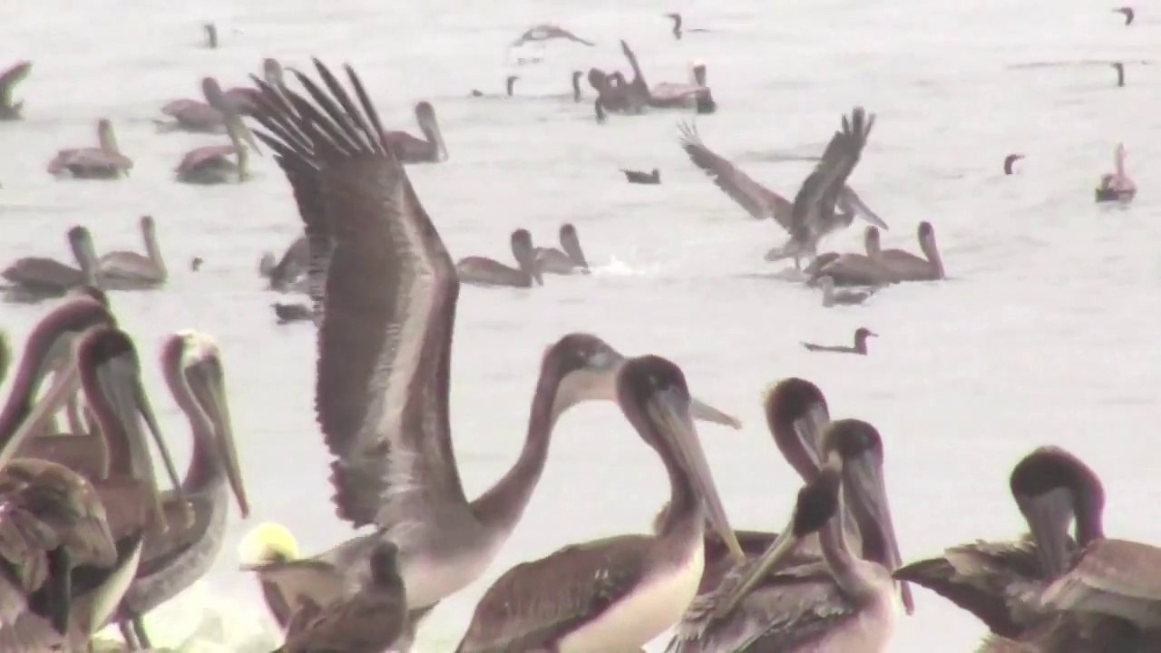 Pelicans Diving