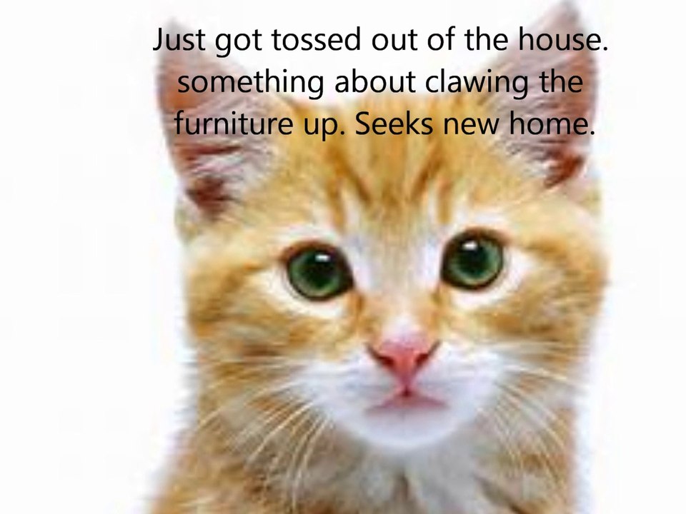 Pet personal ads What are you pets posting on facebook?