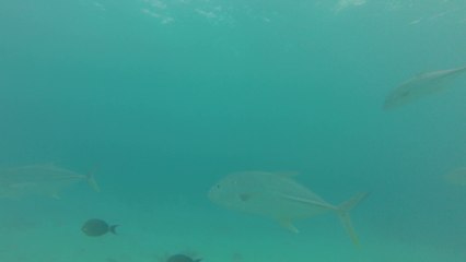 Carangue ilôt signal