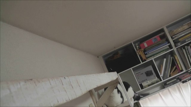 bibiのかわいい手,pretty cat's-paw,cute hand of bibi,Lindo mano de Bibi,Bibi的可爱的手