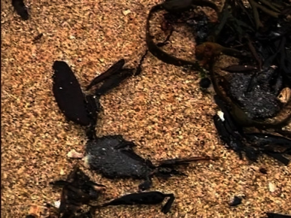 Le mystère du mazout sur les plages du Morbihan et de Loire-Atlantique - 16/02