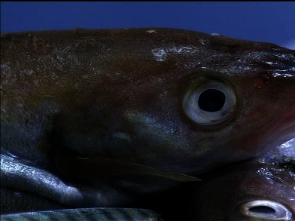 Cuisinez-moi le poisson - 16/02