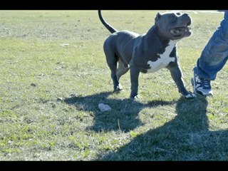 SAUCEDA BULLIEZ  ¨WAH-CHING"  MR.MIAGI X KINGDOM SNNOKI