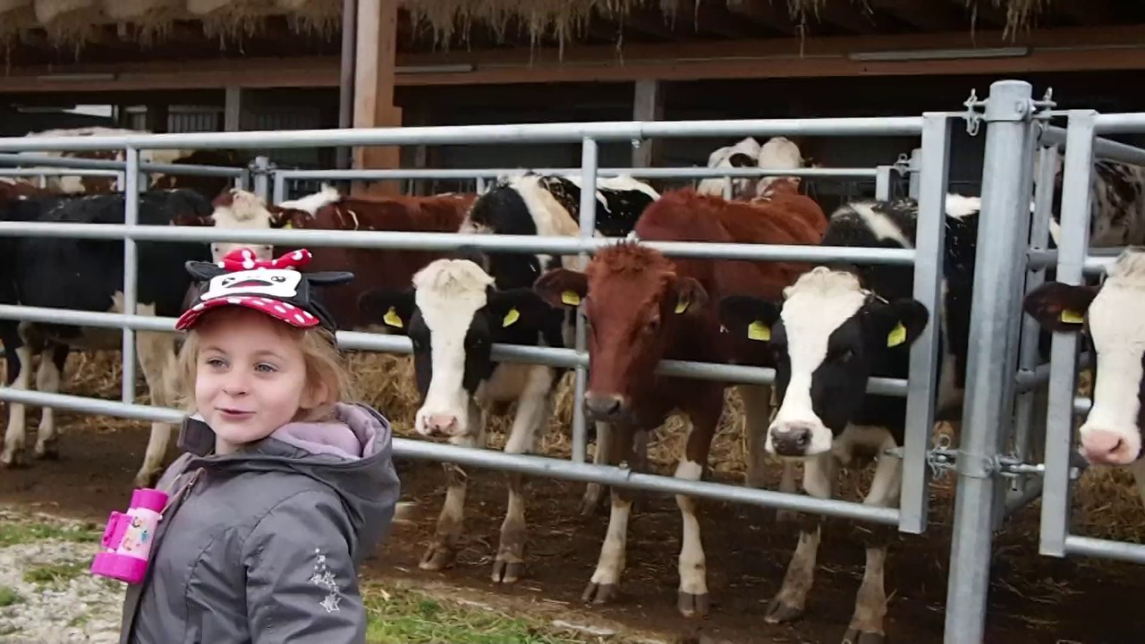 A la ferme avec les vaches