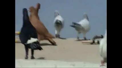 Mr. Samara filo kuşları - www.guvercintv.com