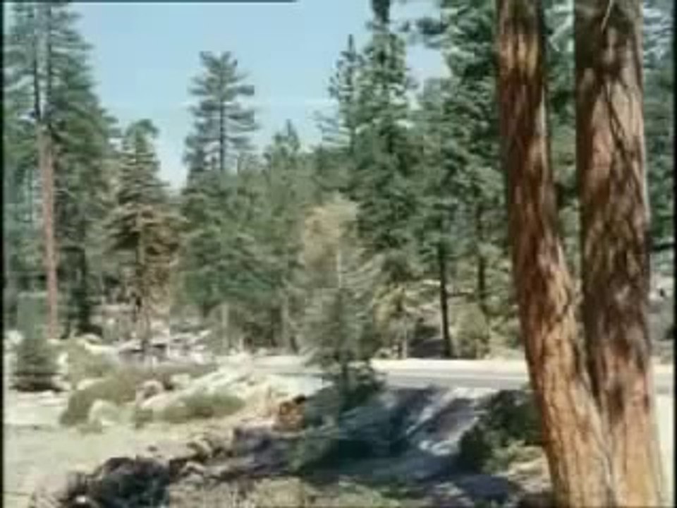 The Love Bug - Herbie