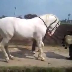 Mobile Capture ٢٦‏/٠١‏/٢٠١٤