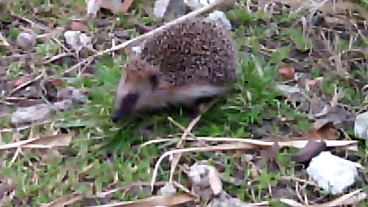 Jardin : fevrier 2014