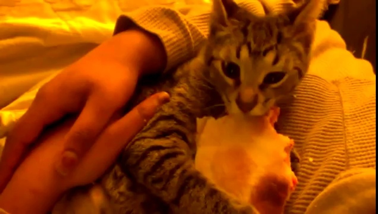 Cat Enjoys Eating Spicy Mexican Food