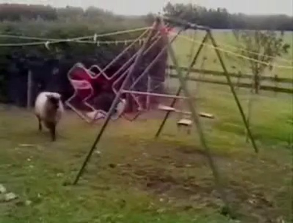 Angry Sheep Funny