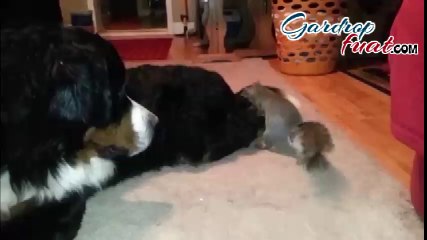 Köpeğin Tüyleri Arasına Fındık Saklamaya Çalışan Sincap