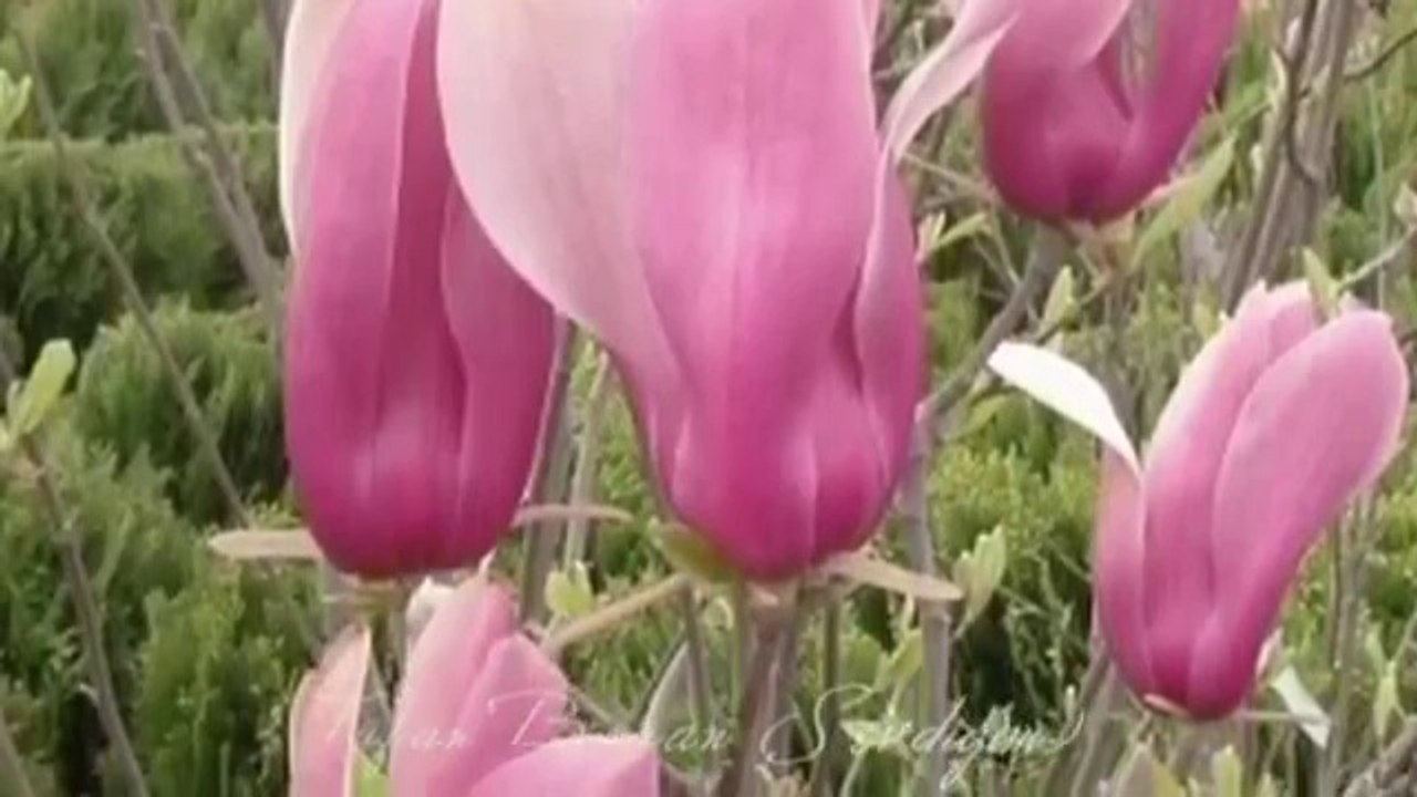 Hüner Coskuner - Benim Güzel Manolyam