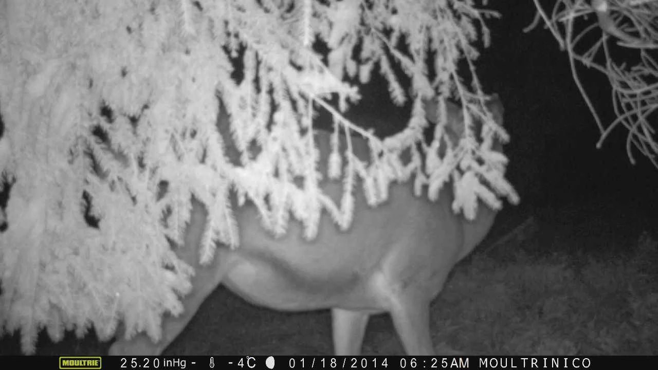Biche