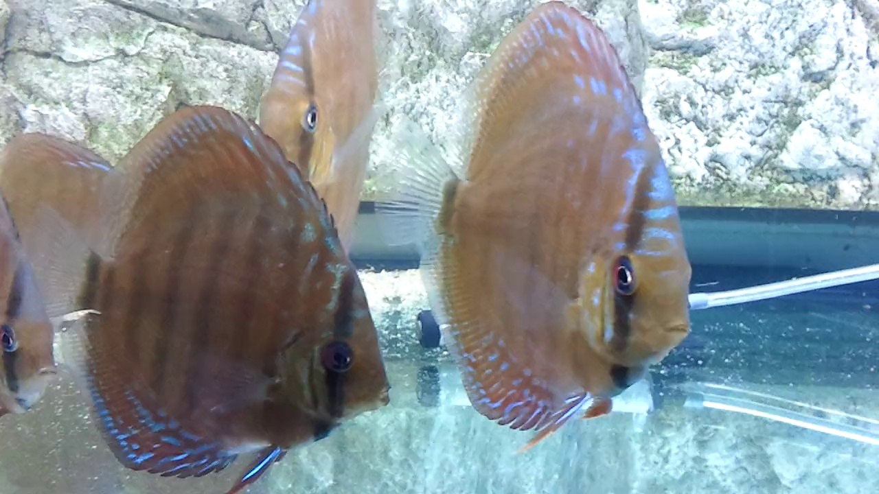 TR souche Piwo de 7 mois