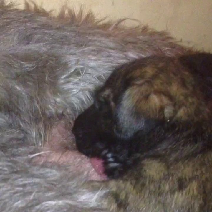2014 chiot d Enniskillen