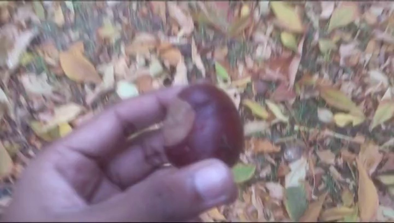 Tu basura: mi comida