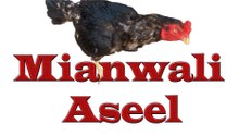 Mianwali Aseel