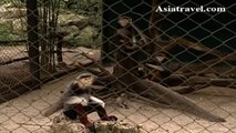 Red-shanked douc Monkey, Thailand by Asiatravel.com