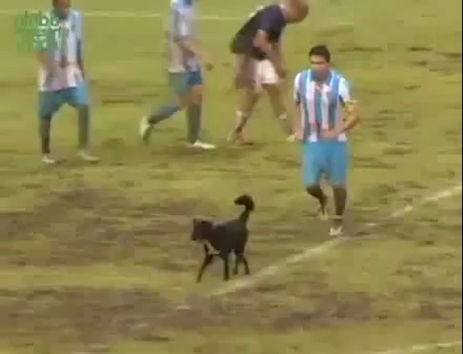 Cão invade jogo entre Remo e Paysandu