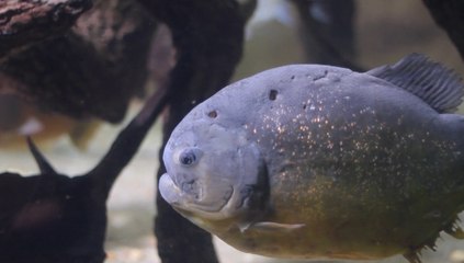 Aquario- Belo horizonte