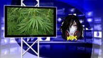 Weed Buying App, How to buy weed on andriod or Smart phone
