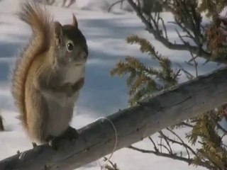 Un écureuil sur sa branche
