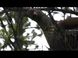 Tetras du canada sur un arbre perché