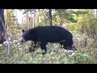 Ben, élu ours du camp de base 2009-2010