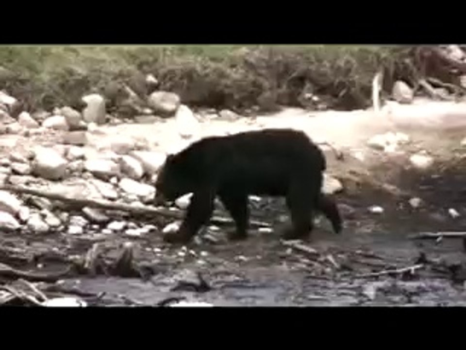 Un jeune ours longe une rivière