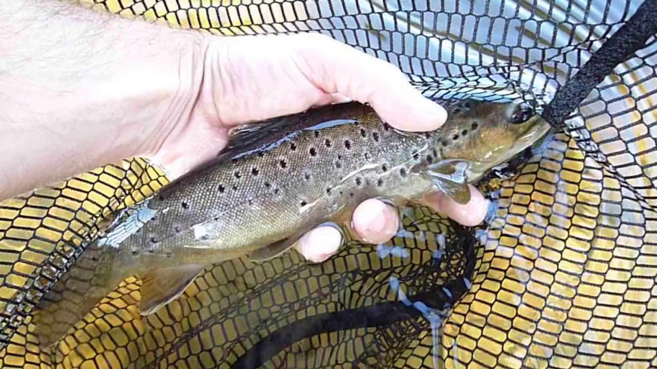 jours de pêche, nymphe au fil rétro 2013