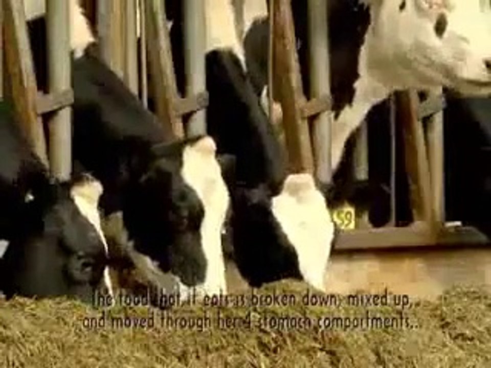 How cow made milk inside in Islam and science