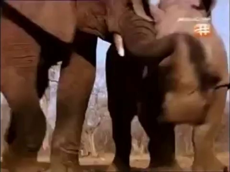 Voi rừng đánh văng tê giác một sừng