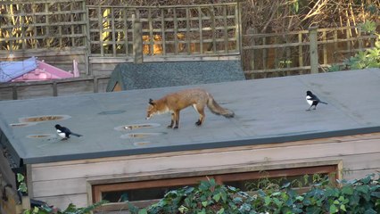 Crafty Magpies Evade Fox