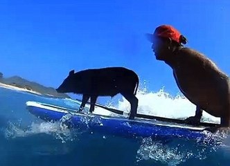 Kamapua'a The Surfing Pig - Hawaii