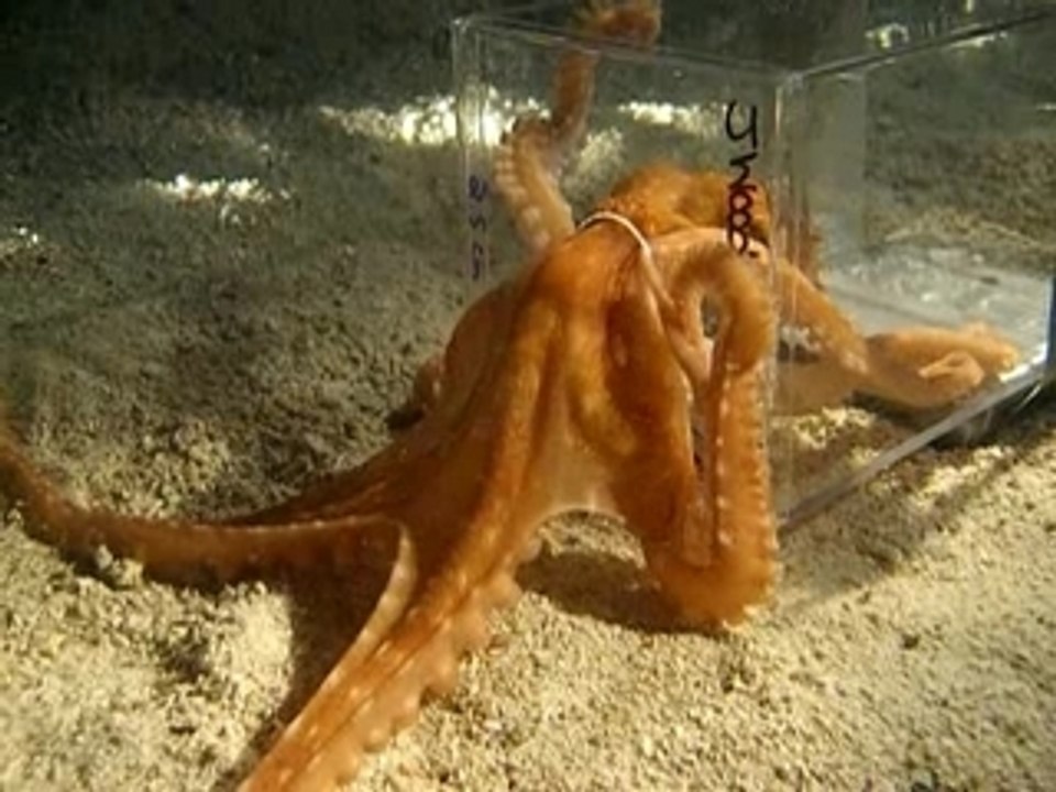 Octopus escaping through a 1 inch hole