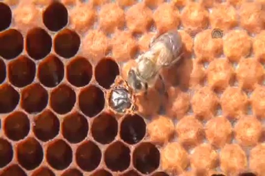 Arıların polen taşıma anı görüntülendi