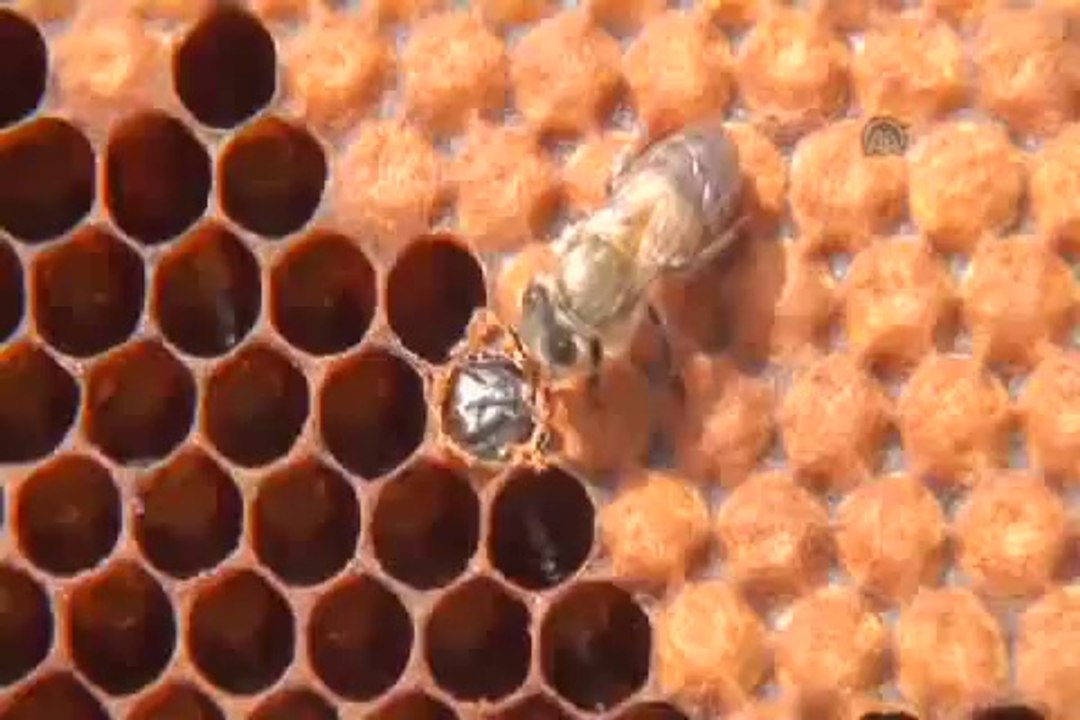 Arıların polen taşıma anı görüntülendi