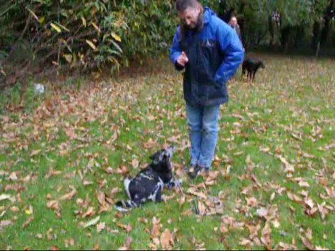 ECOLE DU CHIOT au BOUGUENAIS SPORT CANIN
