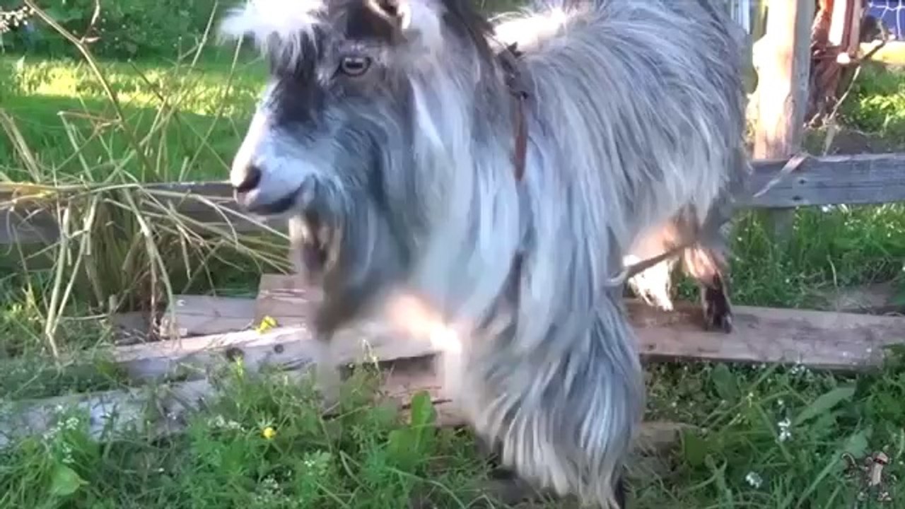 Großartige Tiere