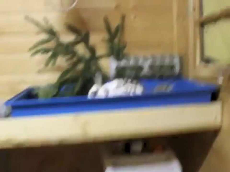 Häschen hüpft die Wand hoch