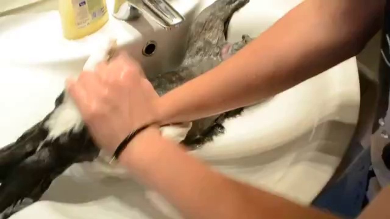 Häschen nimmt ein Bad