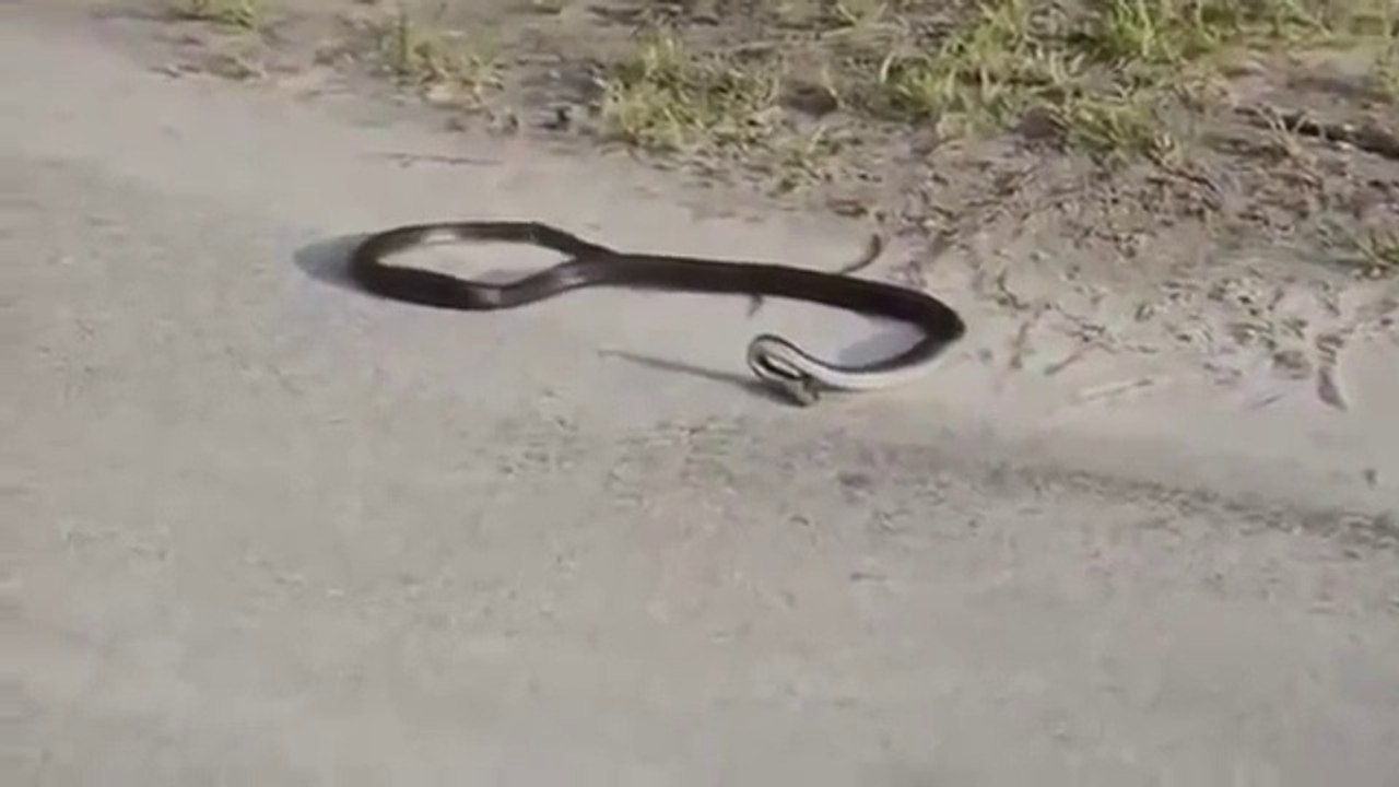 Hat die Schlange sich gerade selbst umgebracht !