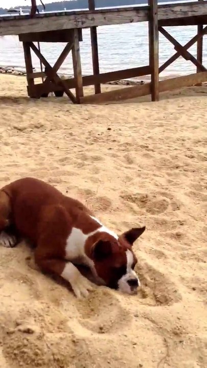 Hund beißt in eine limette