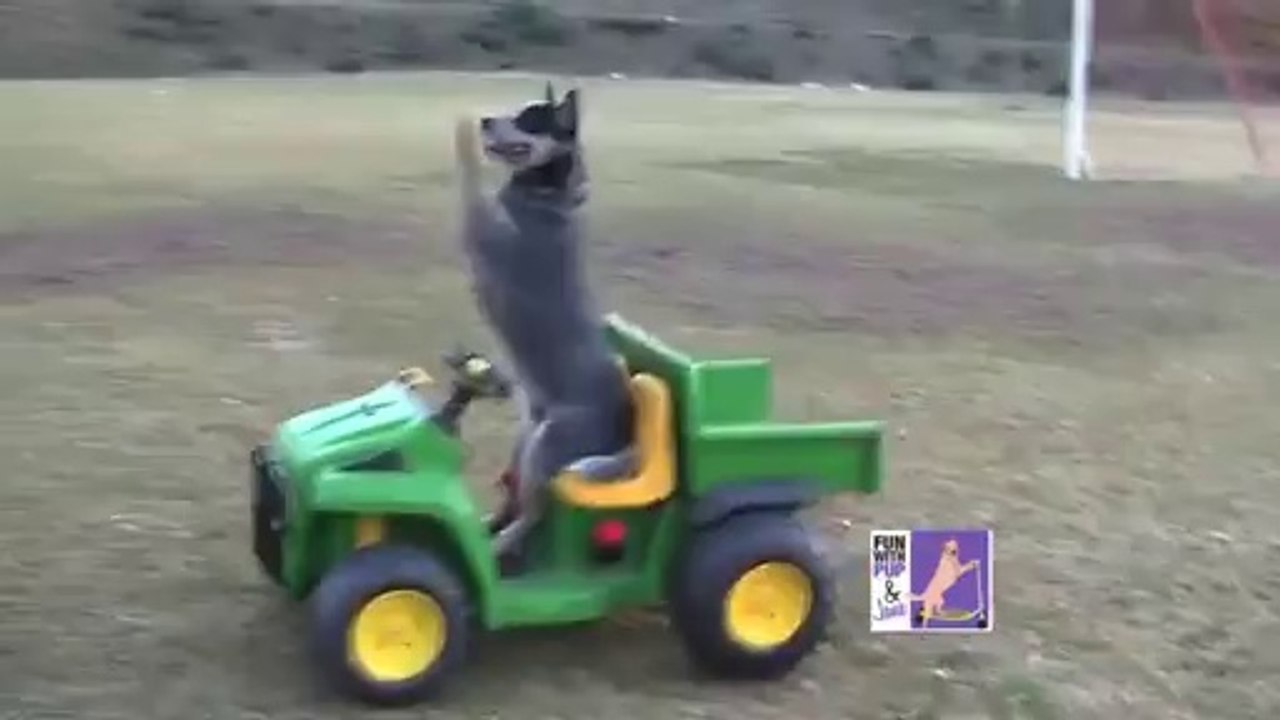 Hund fährt mit dem Spielzeugauto